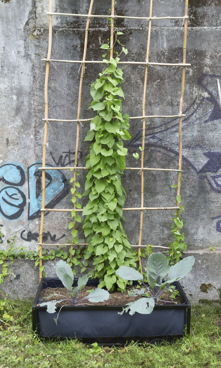 Noocity-Ground-Yourself-corporate-vegetable-garden-urban-farming